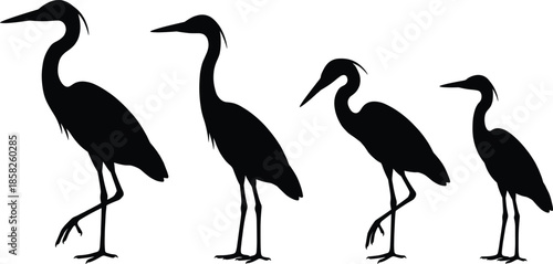 Heron bird silhouettes collection displaying elegant standing poses with long legs and beaks, wetland wildlife nature minimal black vector illustration