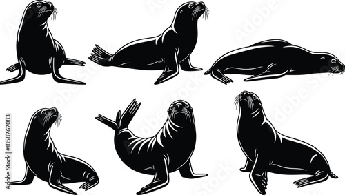Seal silhouette, sitting seal, lying seal, arching seal, marine animal, ocean wildlife, black silhouettes, editable vector, seal clipart, nature illustration, 