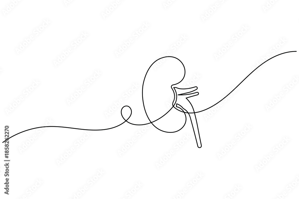 Obraz premium Minimalist Continuous One Line Art of Human Kidney Organ for Medical Concept