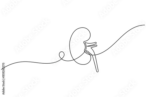 Minimalist Continuous One Line Art of Human Kidney Organ for Medical Concept