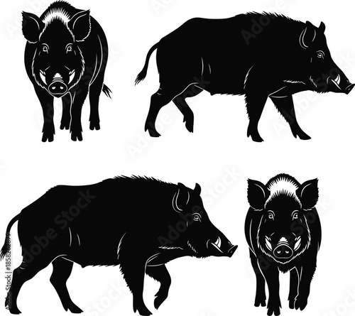 Wild boar silhouette, walking boar, frontal boar, tusked animal, forest wildlife, animal vector, black silhouettes, editable vector, nature illustration, boar anatomy, 