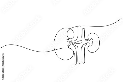 Human Kidney Anatomical Cross Section Minimalist One Line Art