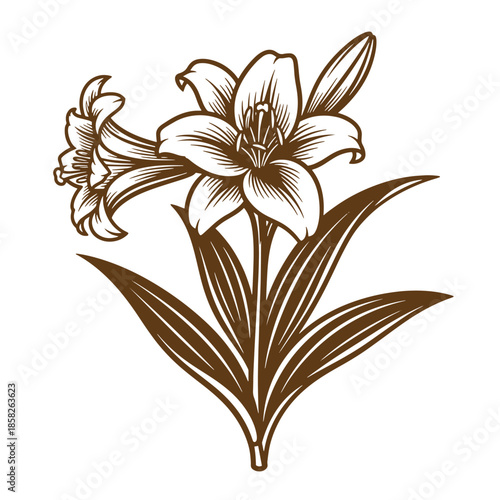 Vintage Brown illustration of a lily flower with leaves on white background  beautiful floral design element