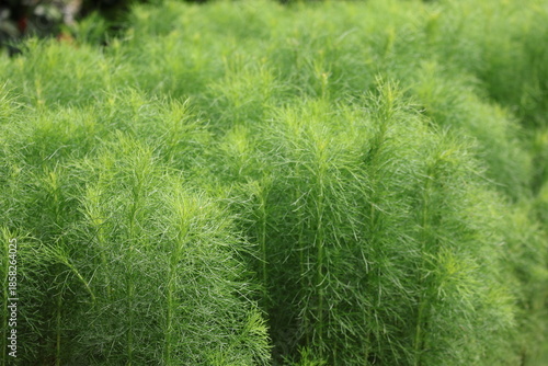 Amsonia hubrichtii, Arkansas plant leaves. Arkansas blue star