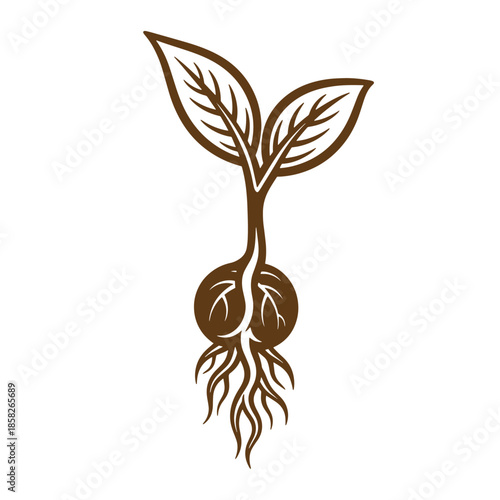 Vintage Brown sprout with leaves and roots isolated on white background