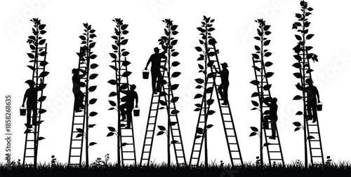 Farmers silhouettes on ladders harvesting crops from tall plants, agricultural workers picking leaves with buckets, nature cad drawing flat vector illustration