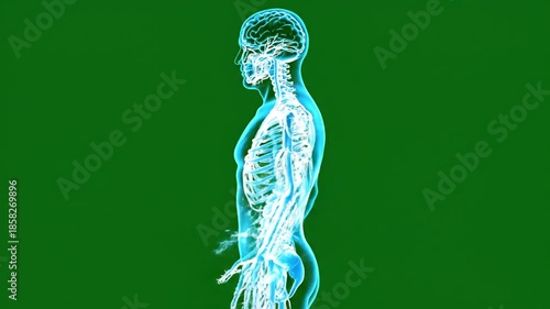 Glowing Full Body AR Hologram Showing Nervous System in Green Screen Background Animation For Medical Presentations and