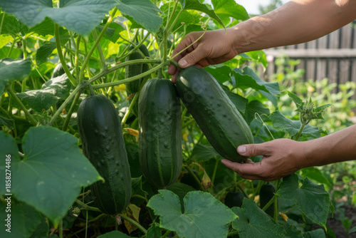 Hands harvesting fresh green cucumbers from a lush garden bed in natural daylight, close-up of ripe organic vegetables growing on vines, sustainable farming, home gardening, healthy food