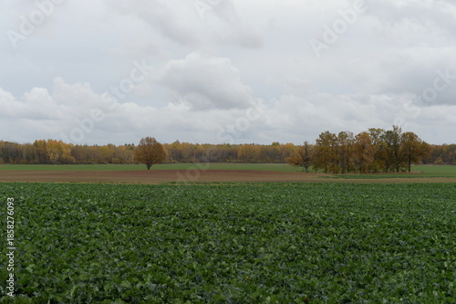 Rural landscape in the Kaliningrad region