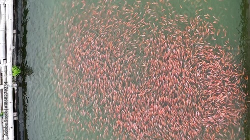 Local Fisherman Casting Net in the Golden Hour at Cengklik Dam