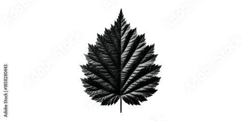 Wallpaper Mural Black and white leaf with textured veins abstract Torontodigital.ca