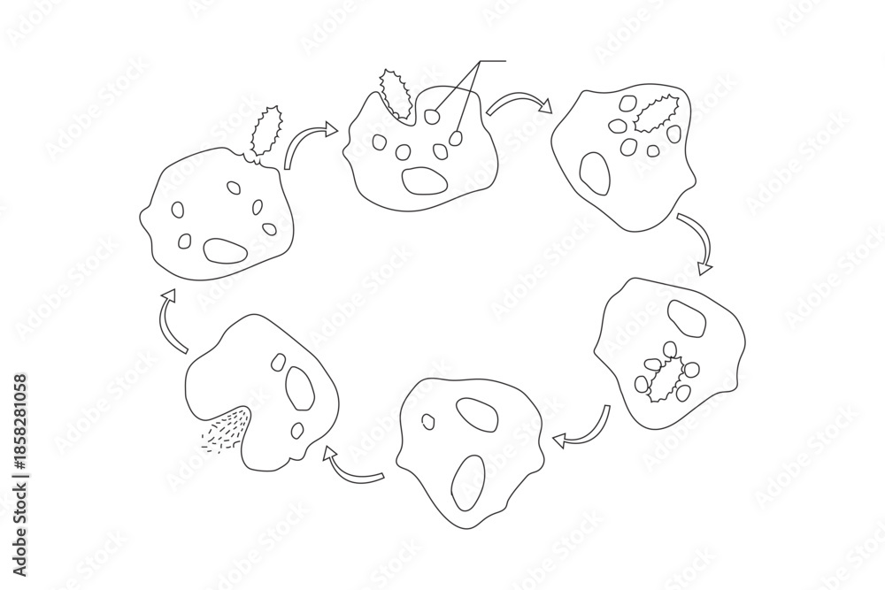 Obraz premium Phagocytosis vector illustrator
