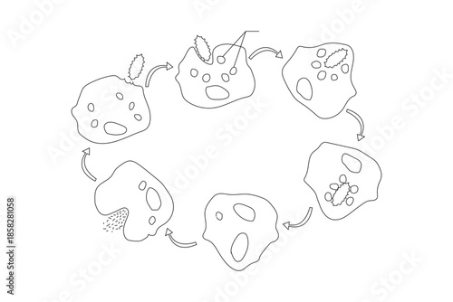 Phagocytosis vector illustrator
