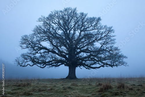 Solitary Oak Tree Silhouette Against Foggy Blue Gray Sky On Rural Meadow
