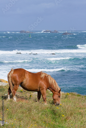 Cheval postier breton sur fond de littoral atlantique agité en Nord Finistère. Equus caballus.
