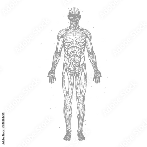 Detailed anatomical illustration of the human body's muscular and organ systems, presented in a scientific and educational style.