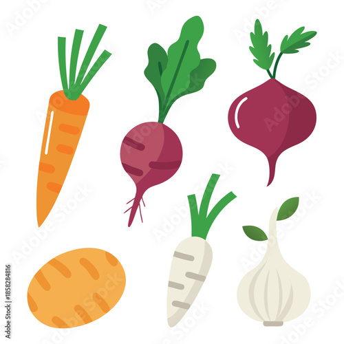 Collection of colorful root vegetables flat illustrations, organic farm produce including carrot, beet, potato and garlic, fresh healthy food icons isolated on white background