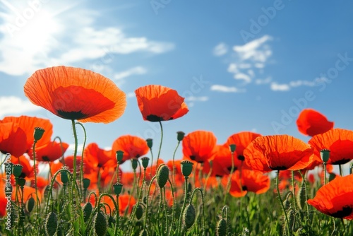 Vibrant poppy flowers bloom in a sunny field under a clear blue sky