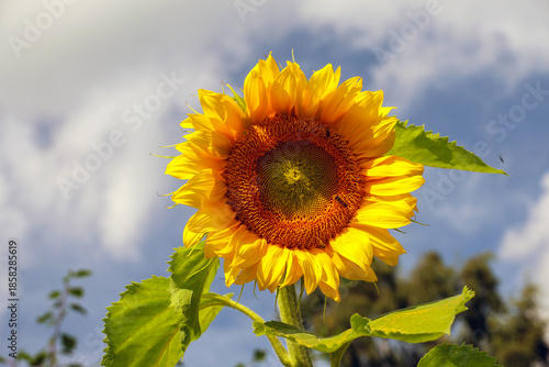 bloom of a sunflower