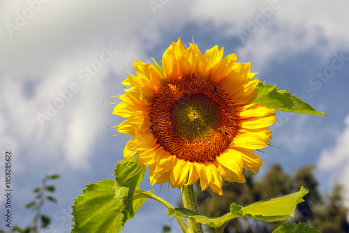 bloom of a sunflower