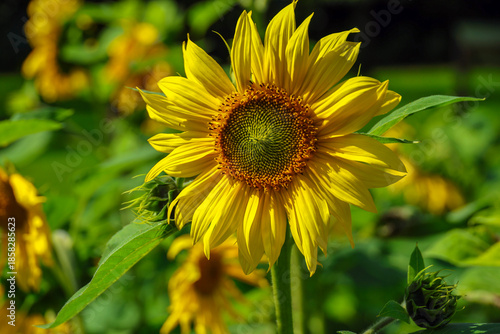 bloom of a sunflower
