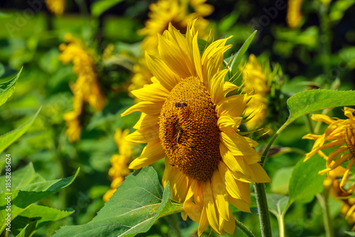 bloom of a sunflower
