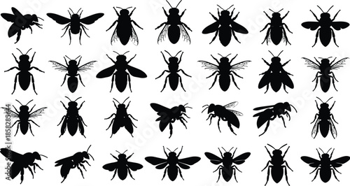 Collection of various black insect silhouettes on white background