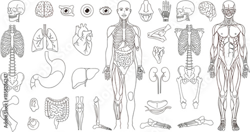 Detailed human anatomy illustrations for medical education and healthcare professionals