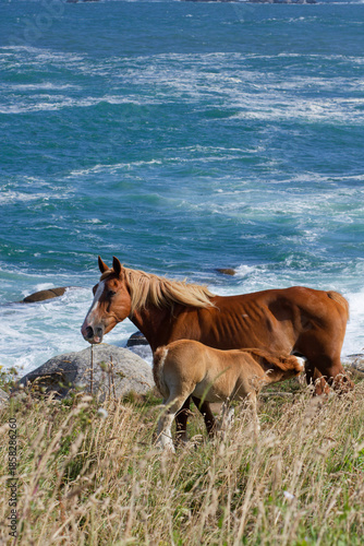 Jument allaitant son poulain en bord de mer (Finistère Nord). Le postier breton est un cheval de trait puissant et résilient.