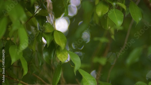 Cinematic 4K footage of lush green leaves with soft light and a beautiful bokeh background.