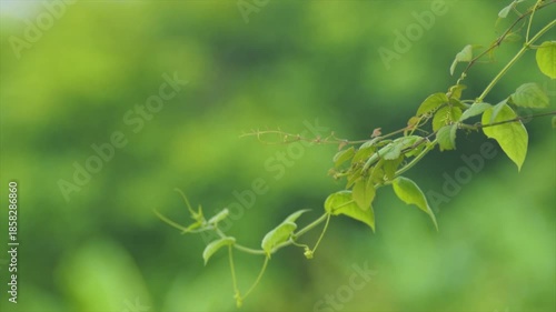 4K Cinematic close-up of a green climbing vine with delicate tendrils on a blurred background.
