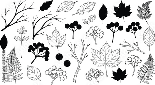 Various leaves and berries illustrations in black and white