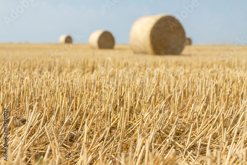 Straw Rolls on a Stubble Field
