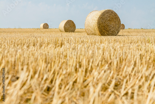 Straw Rolls on a Stubble Field