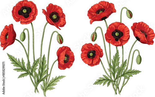 Vibrant red poppy flowers with green stems and leaves on white background