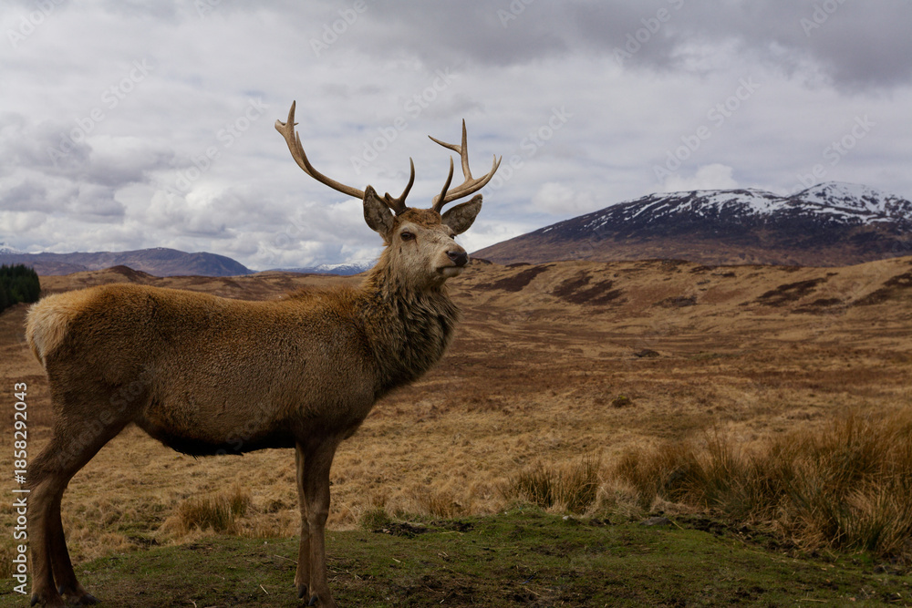 Fototapeta premium Portrait de cerf en Ecosse.