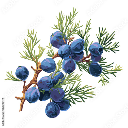 2D flat vector graphic of a Juniper Berry in icon style, isolated on white background