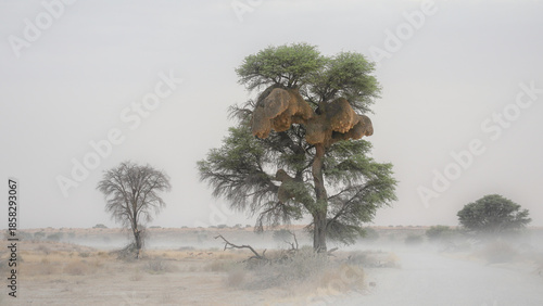 Dust on a gravel road around a massive tree filled with a sociable weaver nest in the southern Kalahari Desert