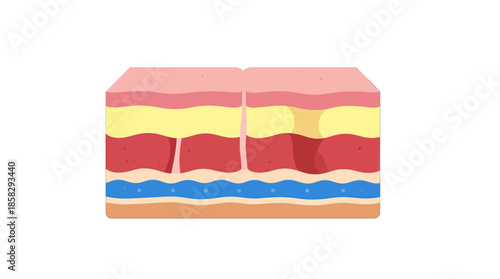 Colorful cross-section of human skin layers isolated