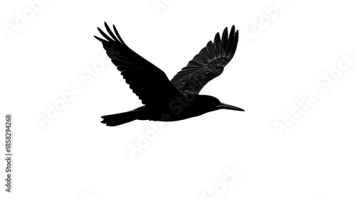 Hummingbird in mid-flight with wings spread wide