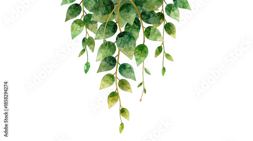 Hanging green leafy vine isolated