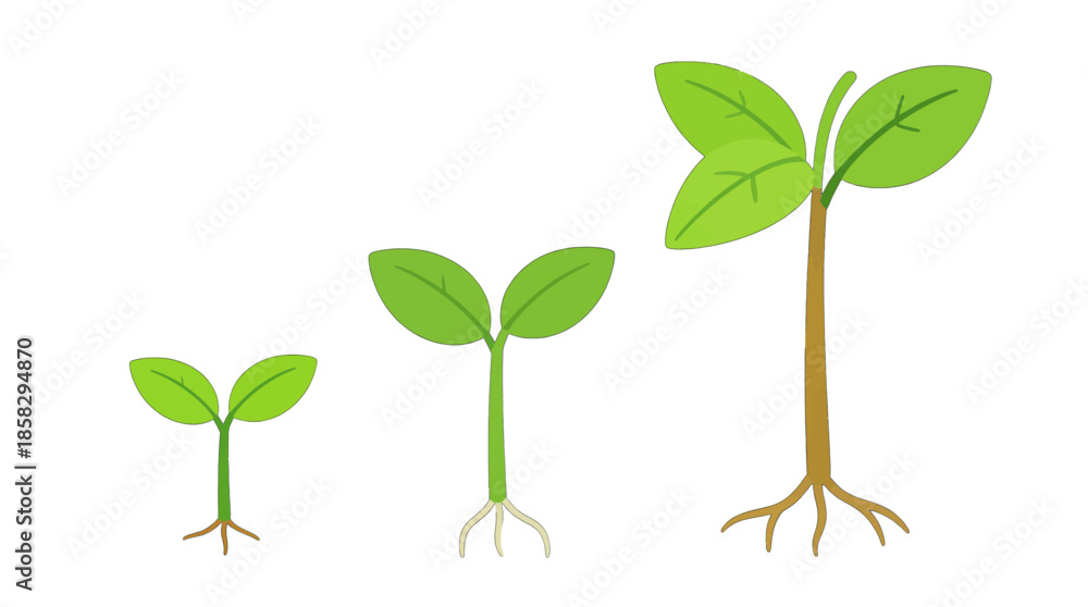 Obraz premium Three stages of a growing plant