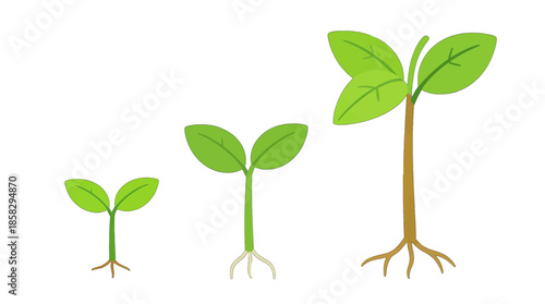 Three stages of a growing plant