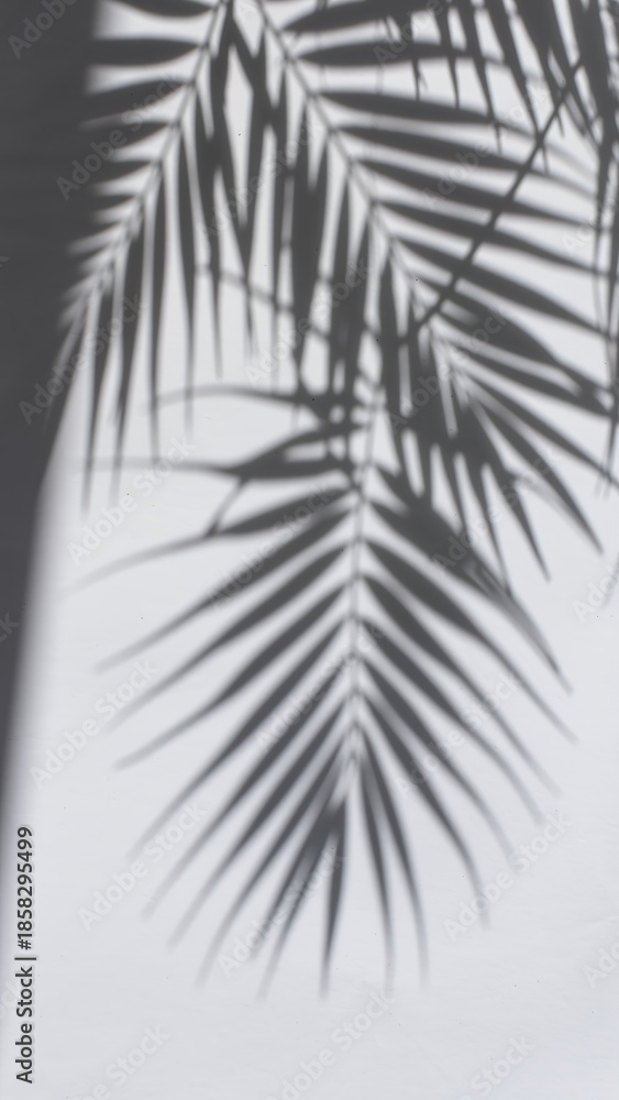 Obraz premium Palm Leaf Shadows on a White Wall.