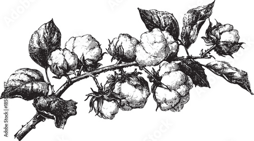 Cotton plant illustration with detailed drawing of leaves and bolls. Vintage black and white vector illustration showcasing the natural beauty of the plant.