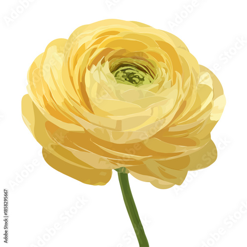 Simple flat 2D vector graphic of a Ranunculus in modern icon style, isolated on a white canvas