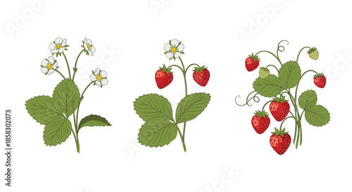 Set of three strawberry plant illustrations showing white flowers and ripe red berries at different stages of growth and life.