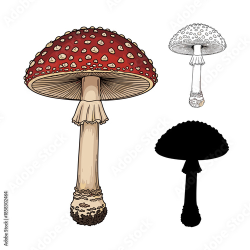 Classic red fly agaric mushroom with white spots shown in a detailed colored version a line drawing and a solid black silhouette style.