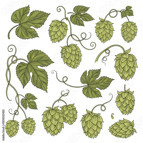 Detailed set of green hop vine illustrations including leaves and cone flowers for brewery branding and organic designs.