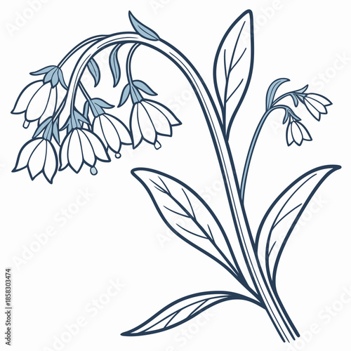comfrey borage edible flower line art vector